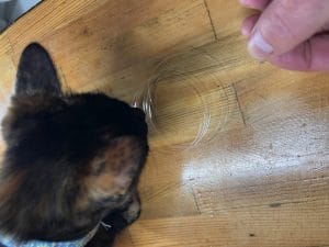 フロロナイロン