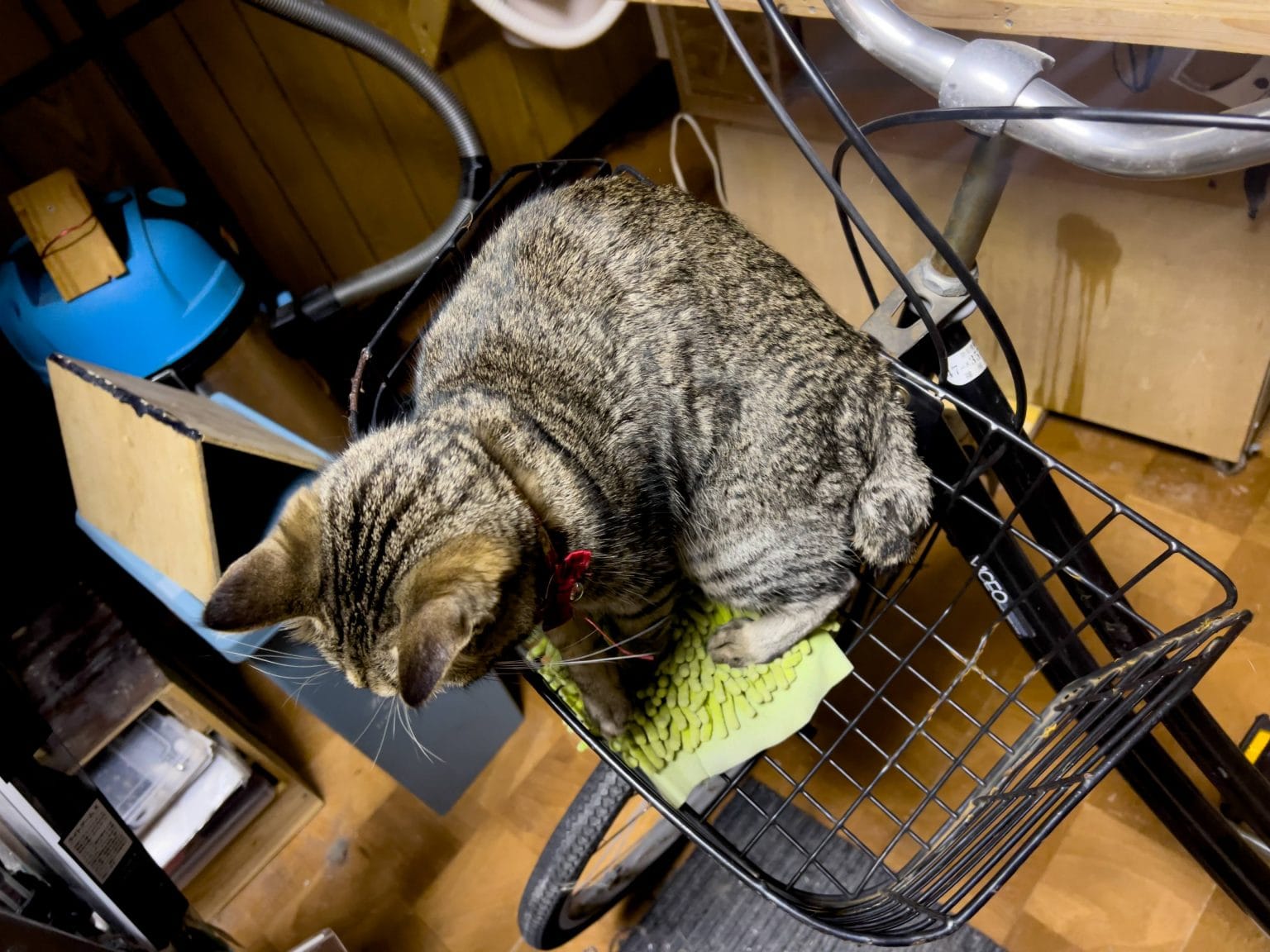 自転車のかごに乗る猫