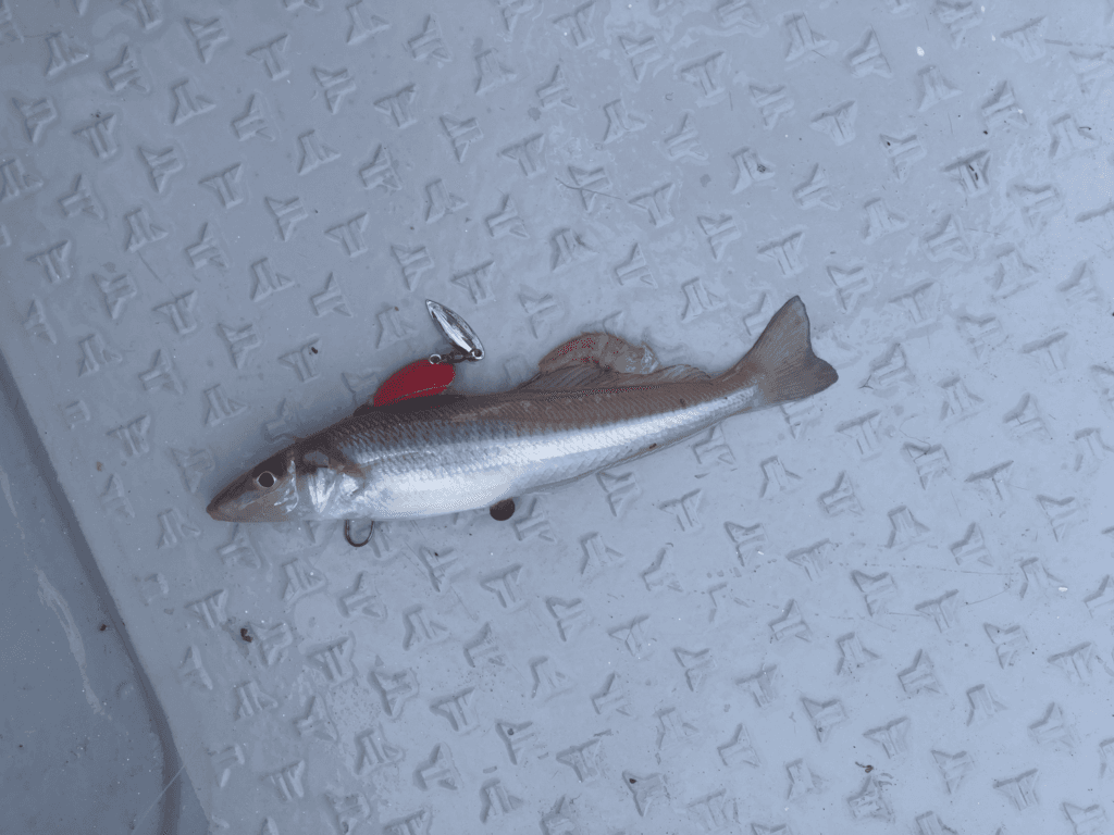 2025年8月7日　一つテンヤ　関門海峡