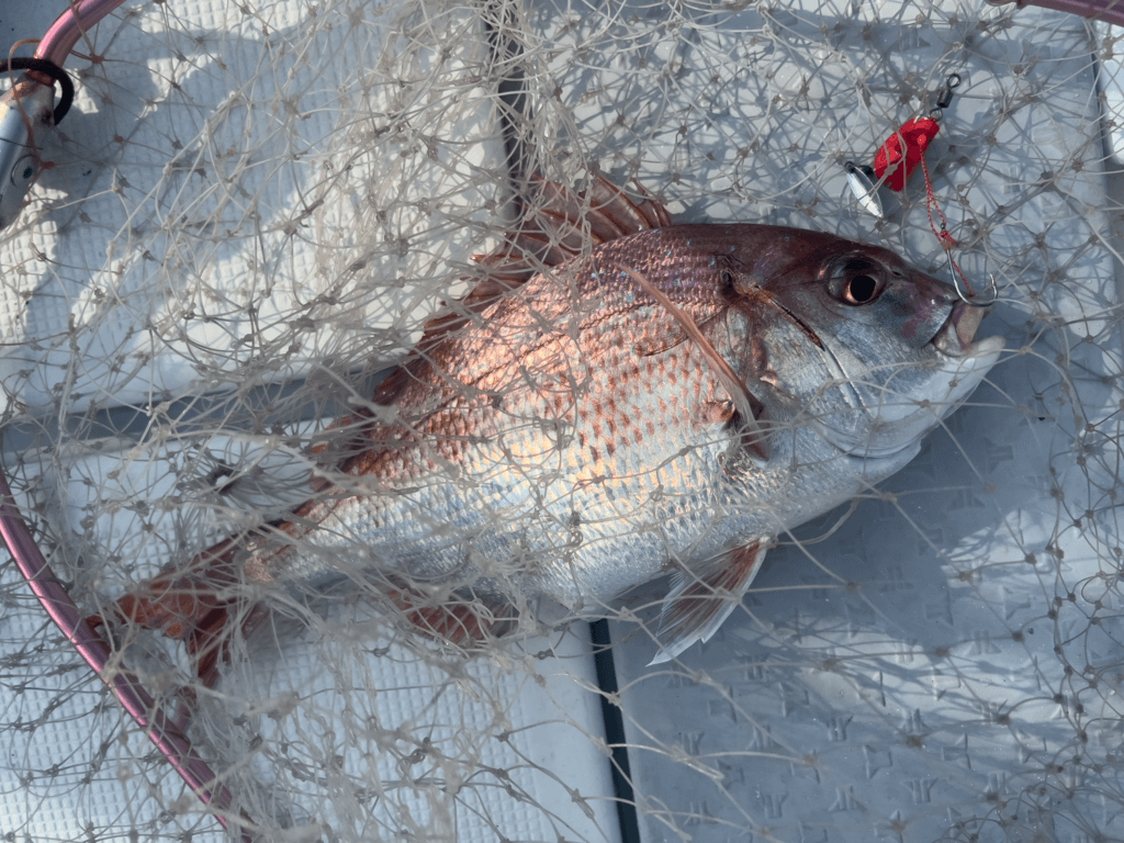 2025年8月7日　一つテンヤ　関門海峡