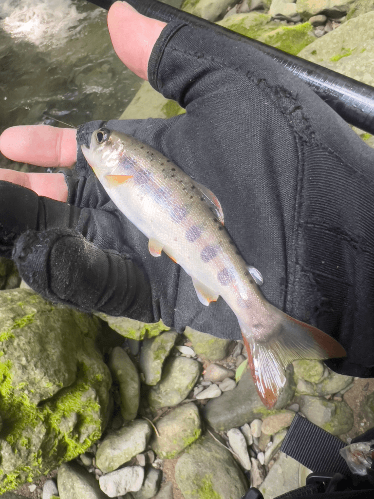 ヤマメ釣り