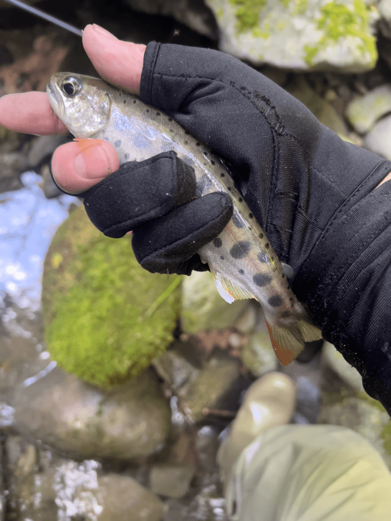 ヤマメ釣り