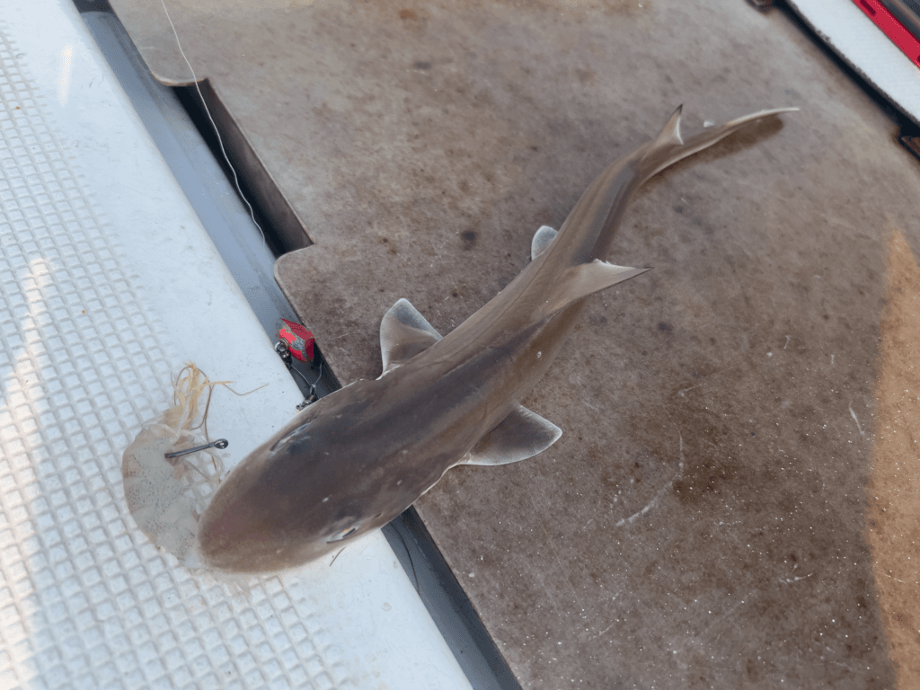 関門一つテンヤ