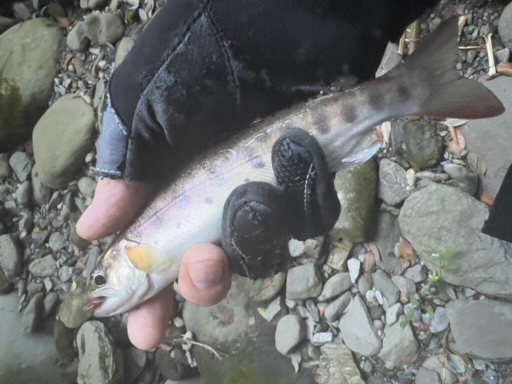 渓流ヤマメ釣り