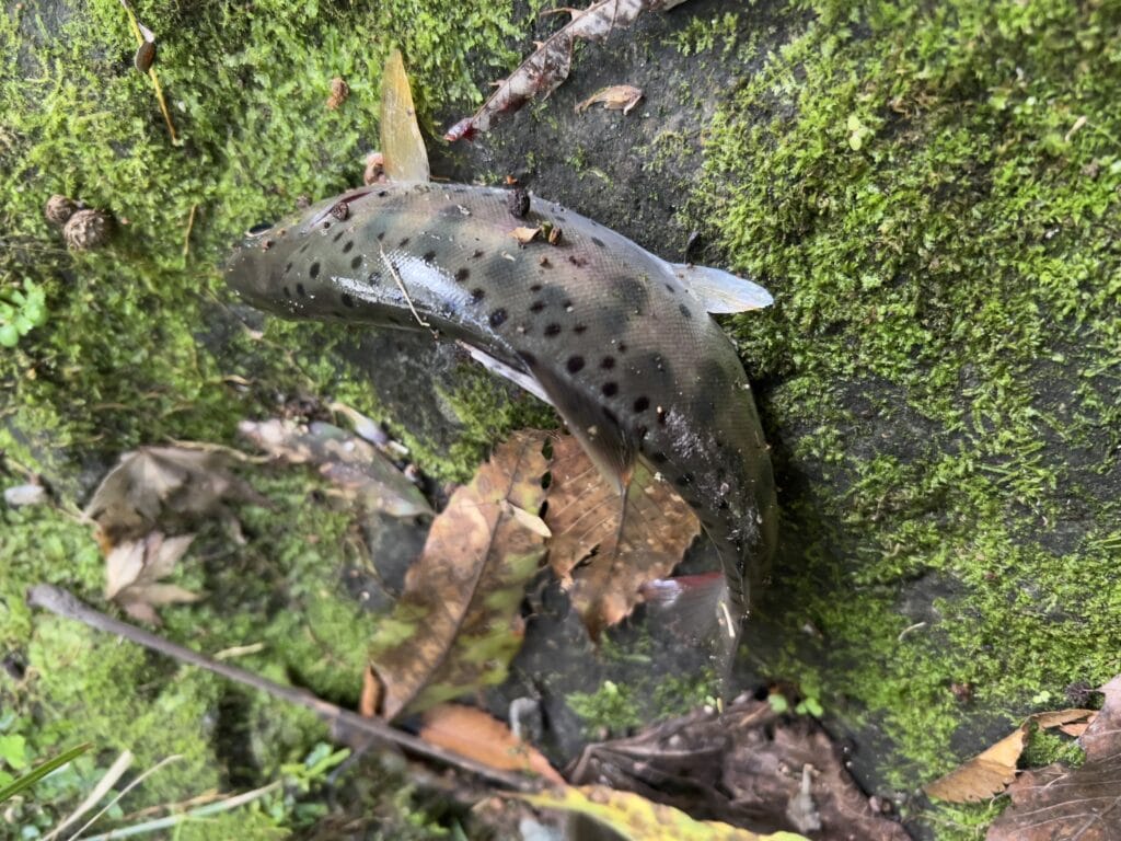 渓流ヤマメ釣り