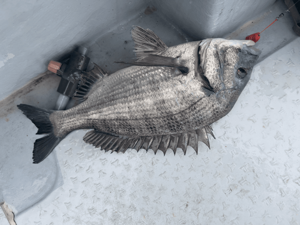 関門一つテンヤ