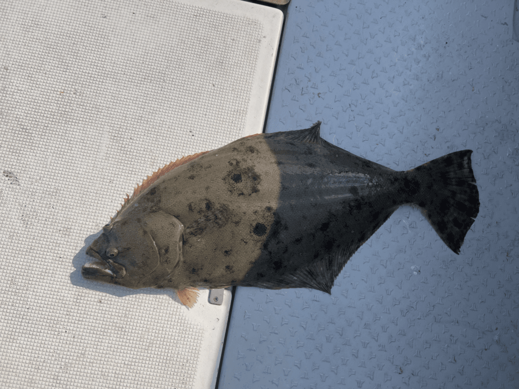 自作屋　ヒラメ