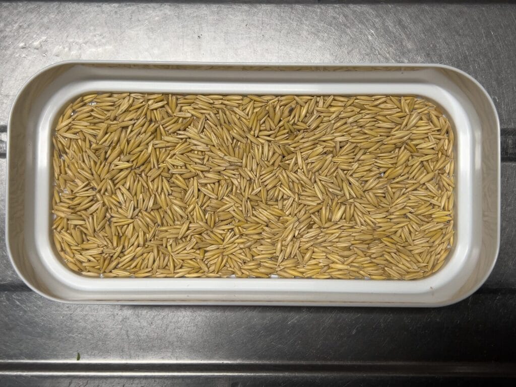 ダイソー　水栽培プランター