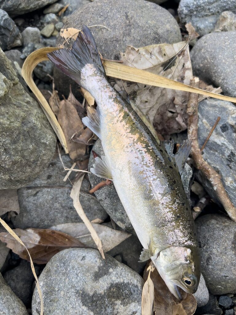 JISAKUYA ヤマメ釣り