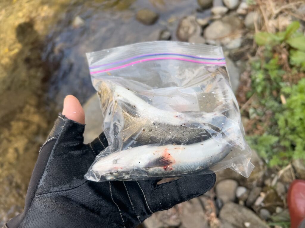 JISAKUYA ヤマメ釣り