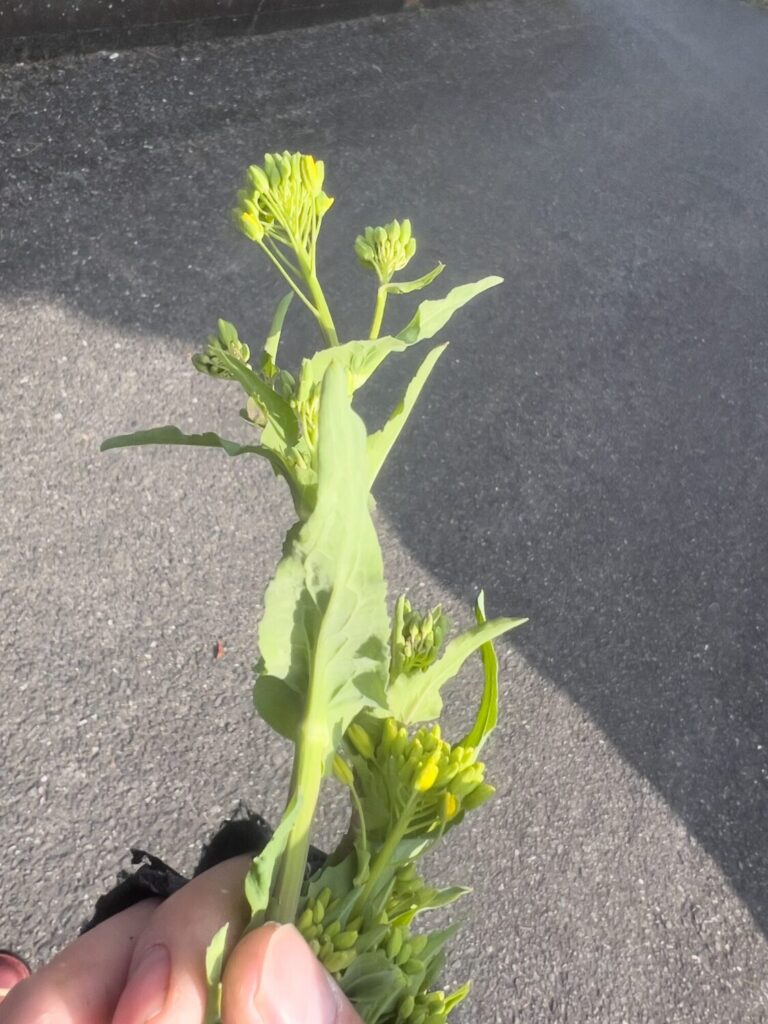 JISAKUYA ヤマメ釣り