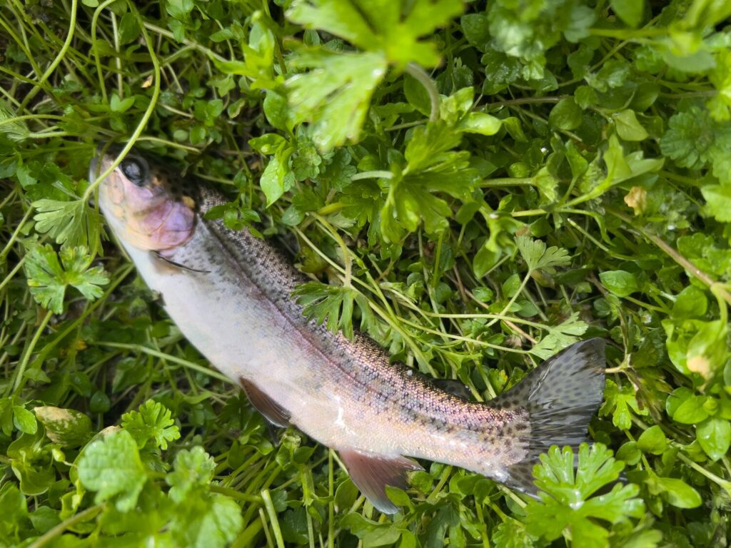 JISAKUYA ヤマメ釣り