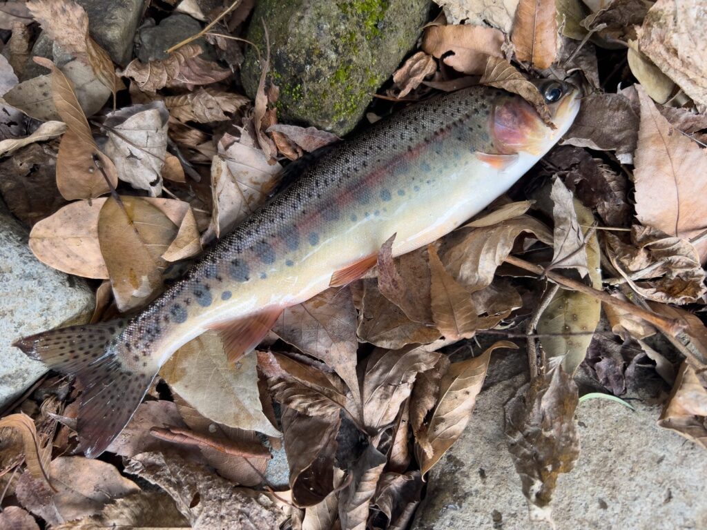 JISAKUYA ヤマメ釣り