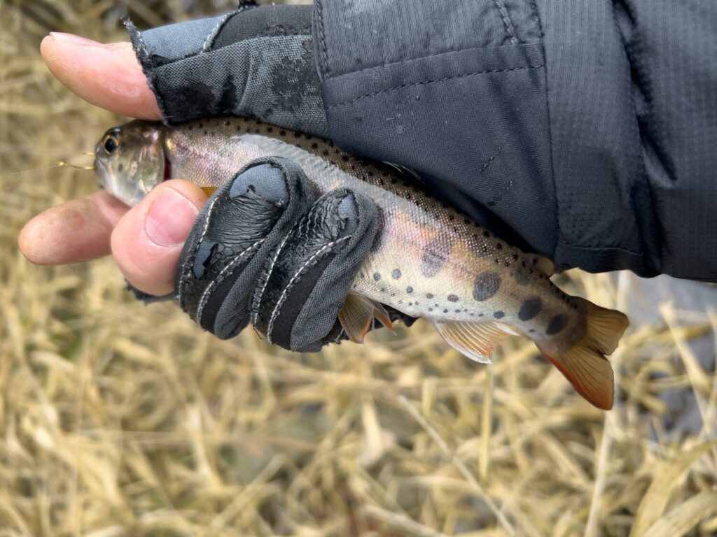 JISAKUYA ヤマメ釣り