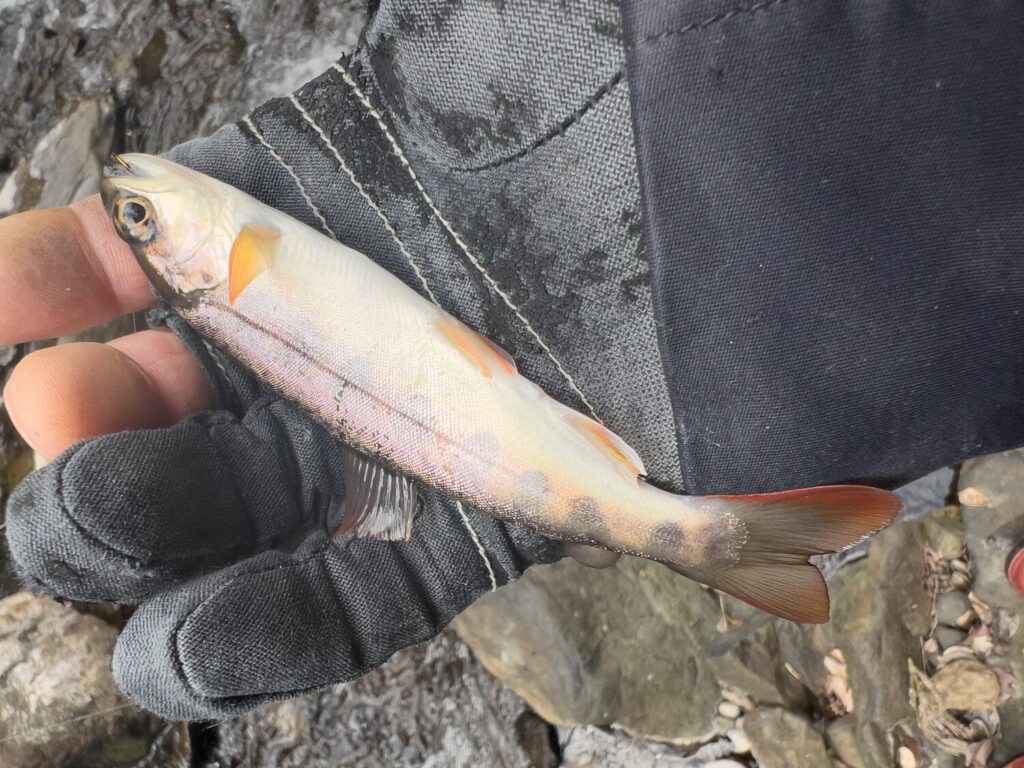 JISAKUYA ヤマメ釣り