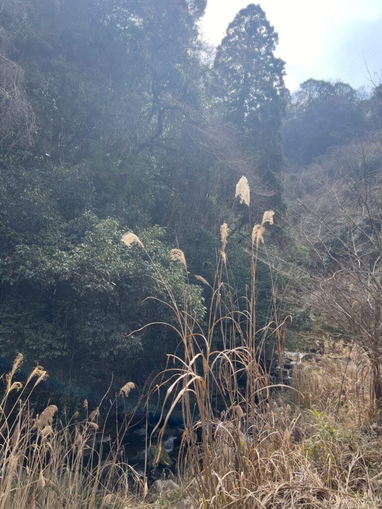 JISAKUYA ヤマメ釣り