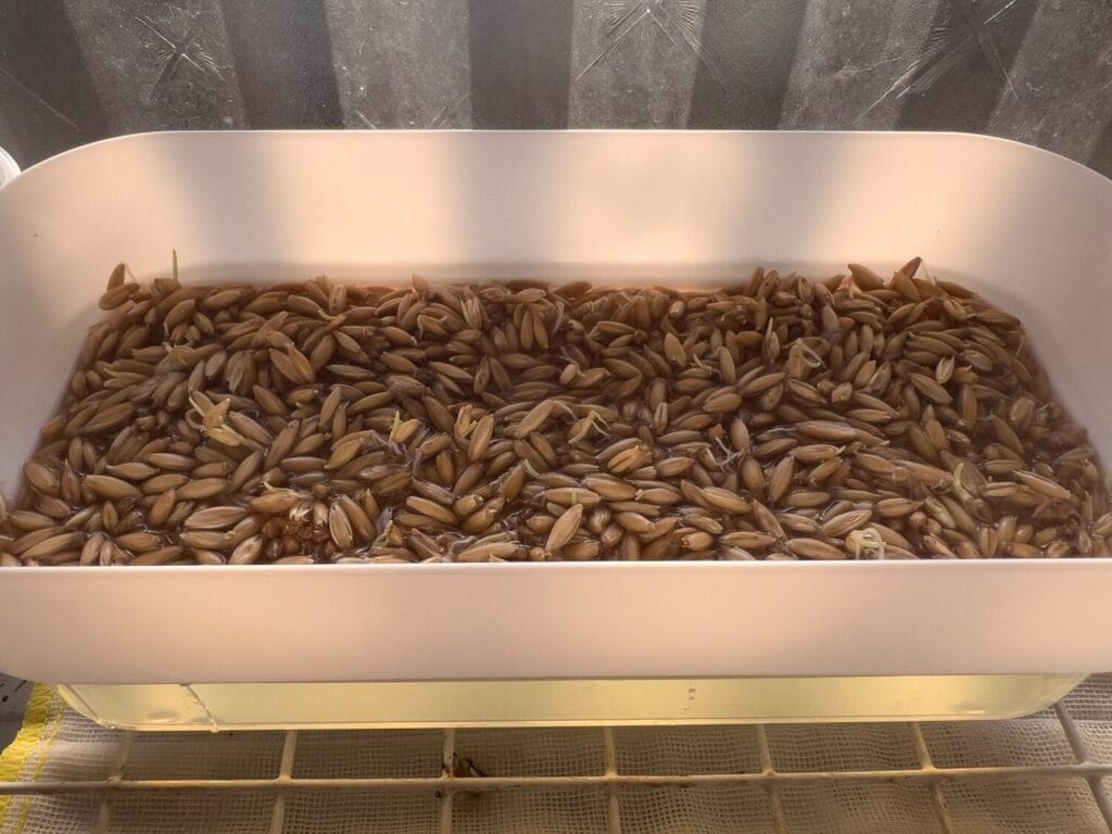 ダイソー　水栽培プランター