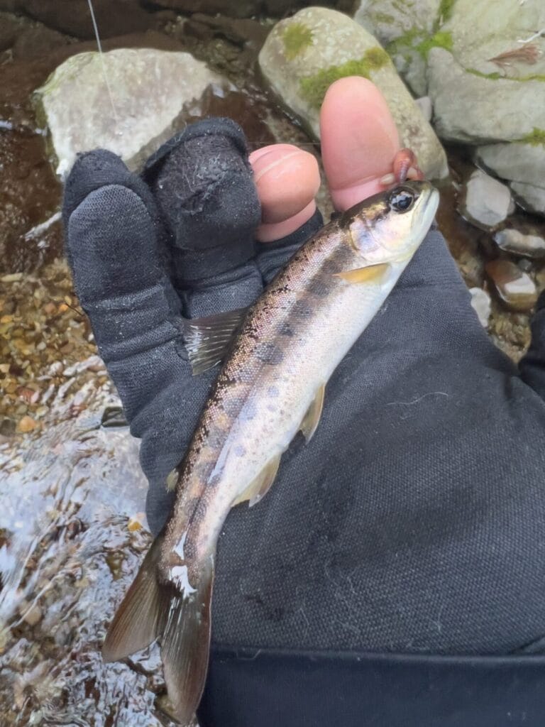 2026年3月 ヤマメ釣り