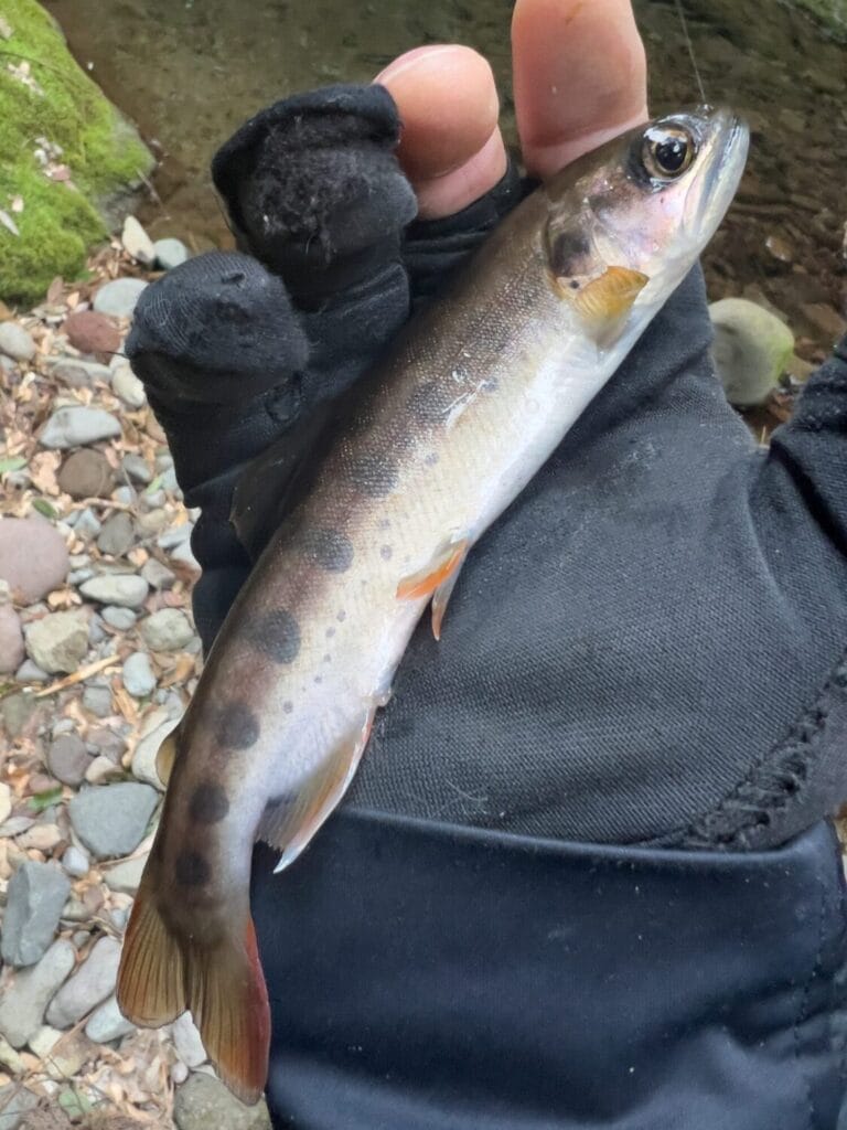 2026年3月 ヤマメ釣り