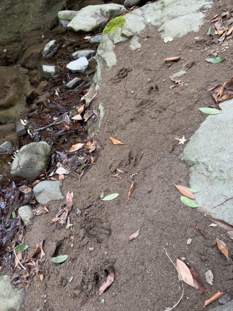 2026年3月 ヤマメ釣り