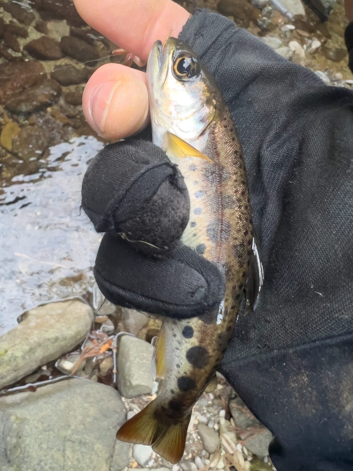 2026年3月　ヤマメ釣り