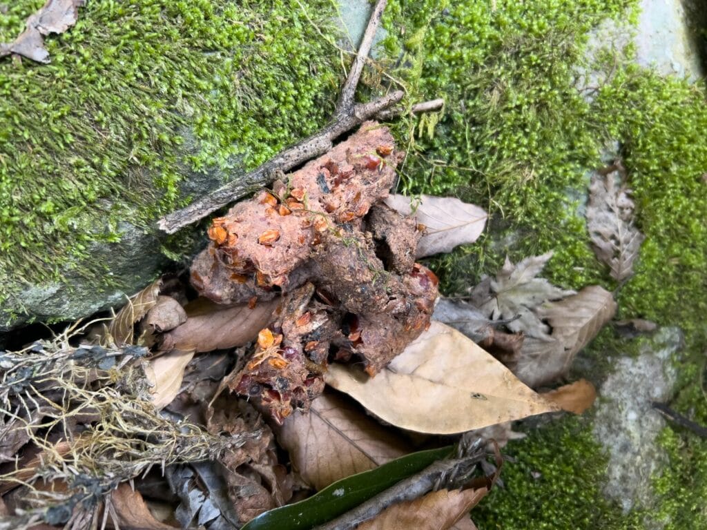 2026年3月 ヤマメ釣り