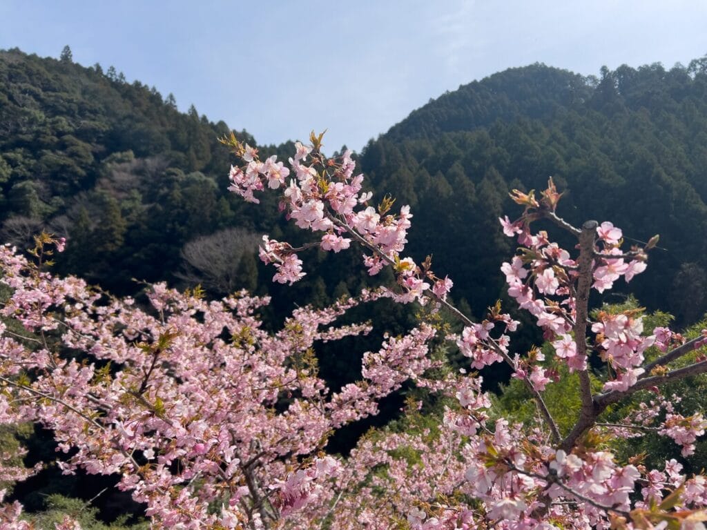 2026年3月 ヤマメ釣り