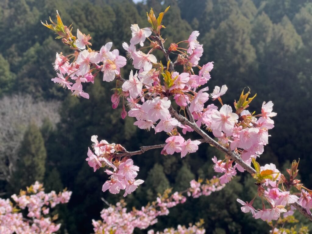 2026年3月 ヤマメ釣り