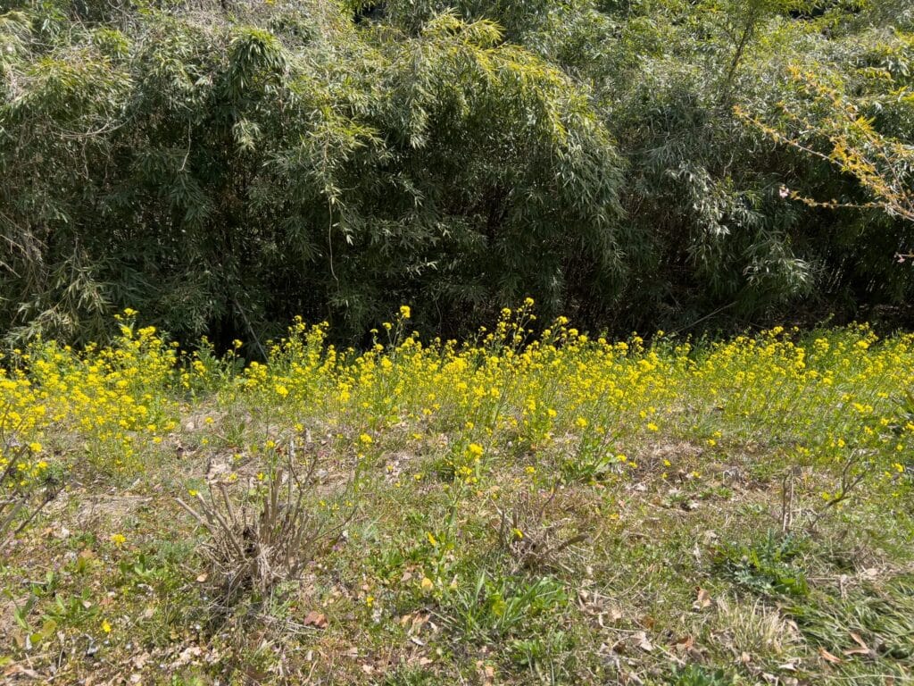 2026年3月 ヤマメ釣り