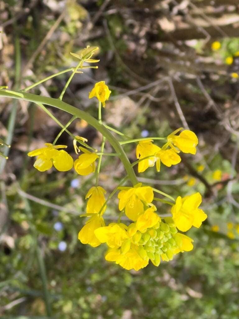 2026年3月 ヤマメ釣り