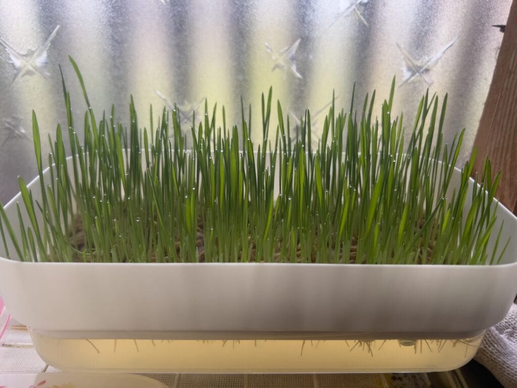 ダイソー　水栽培プランター