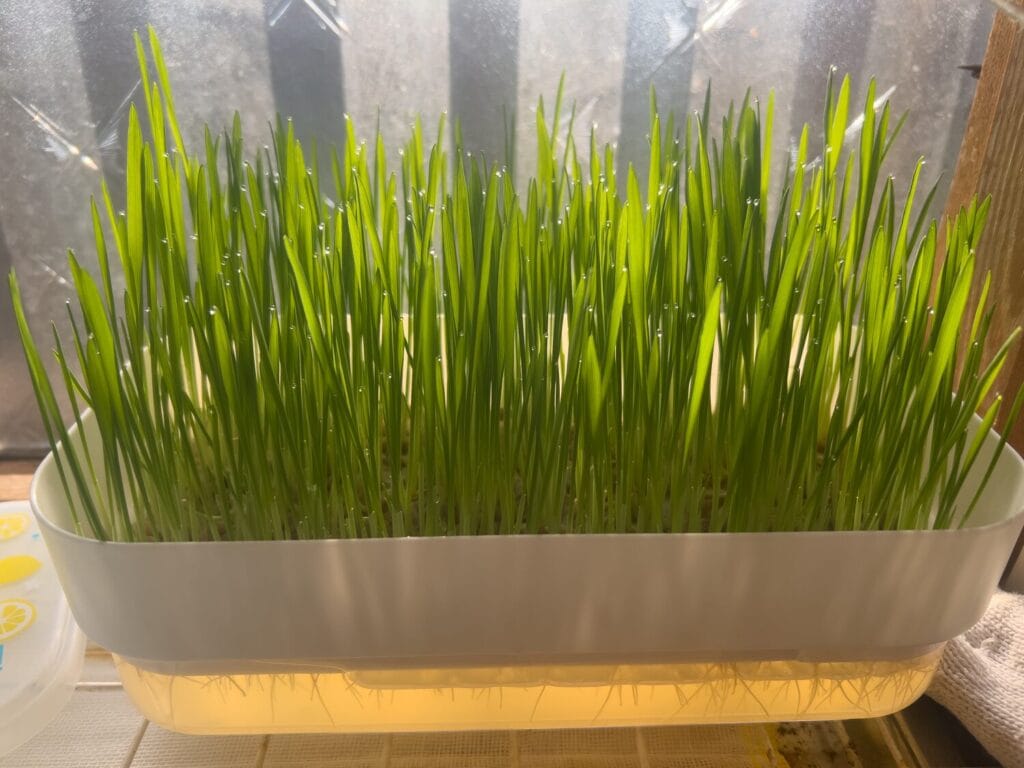 ダイソー　水栽培プランター