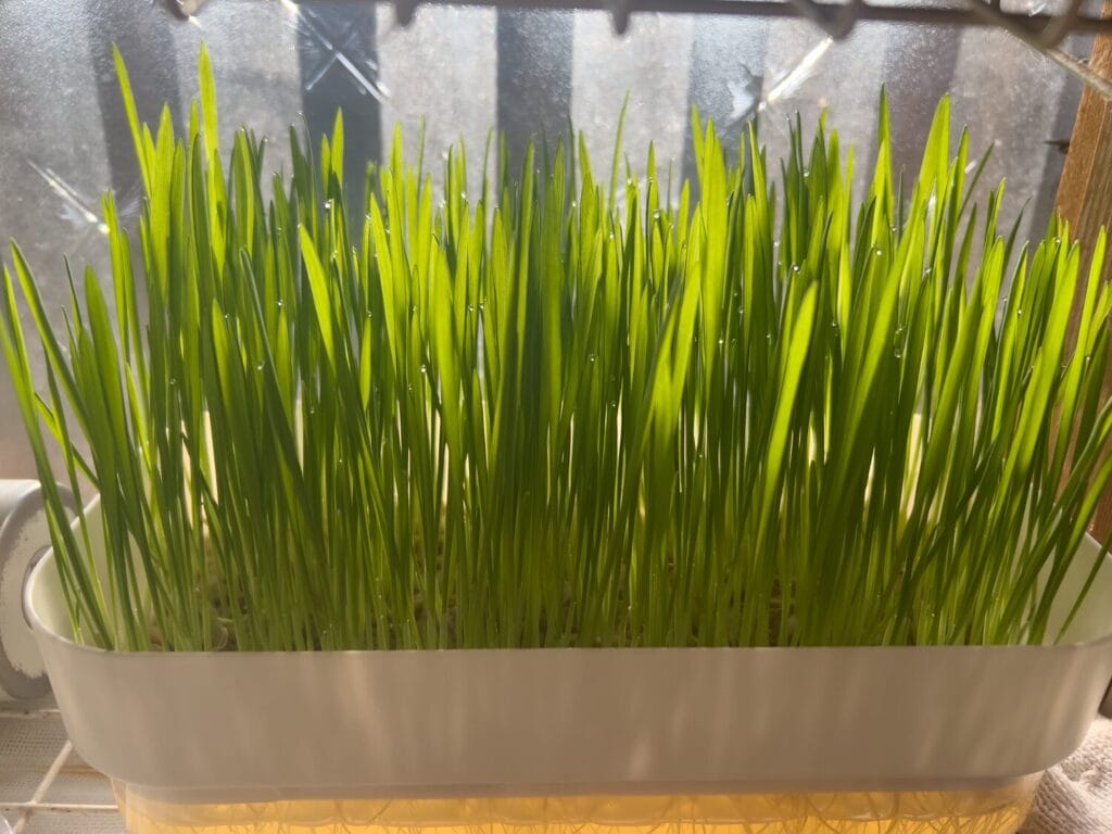 ダイソー　水栽培プランター