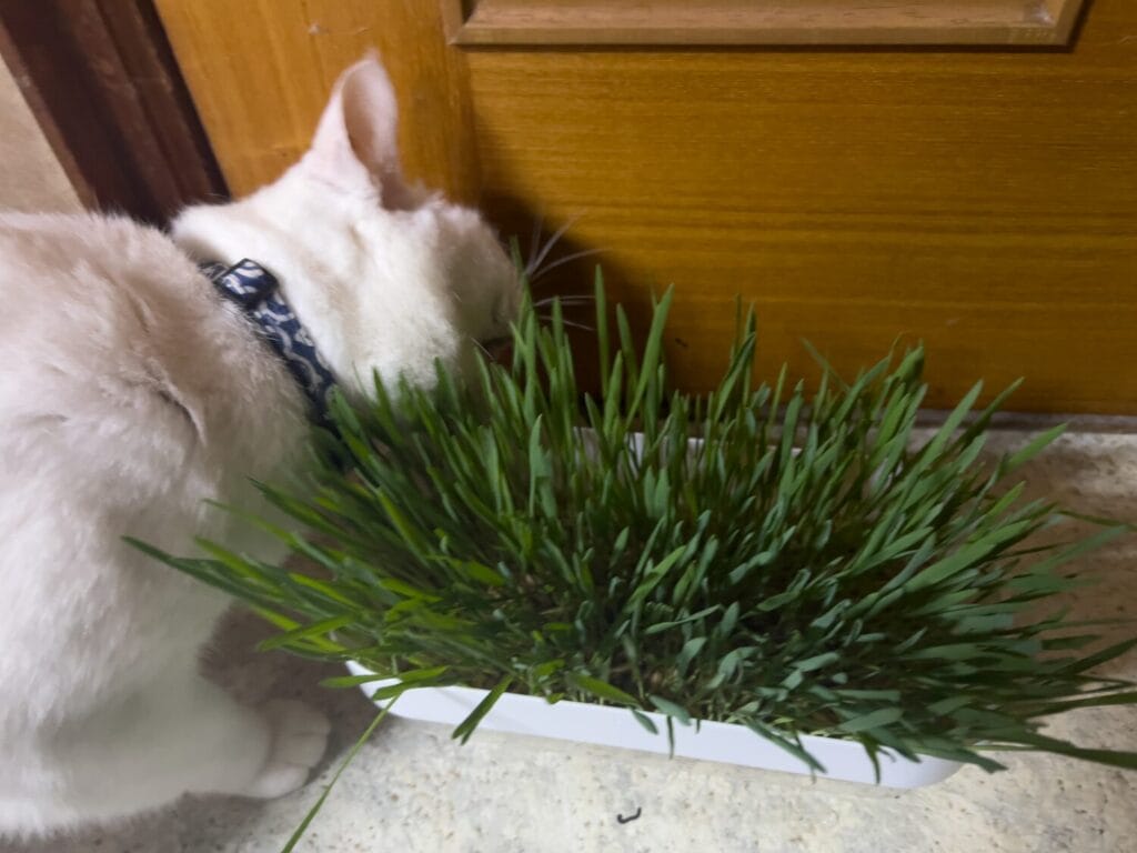 ダイソー　水栽培プランター