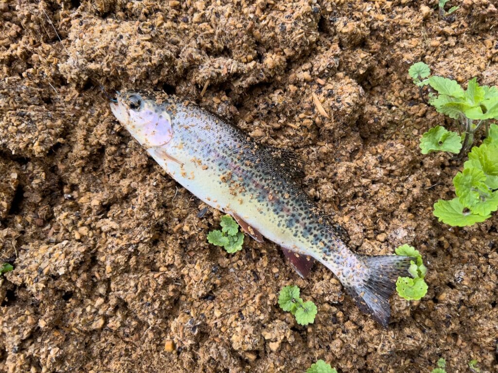 2025年3月31日 雨後のヤマメ釣りは最高ですな