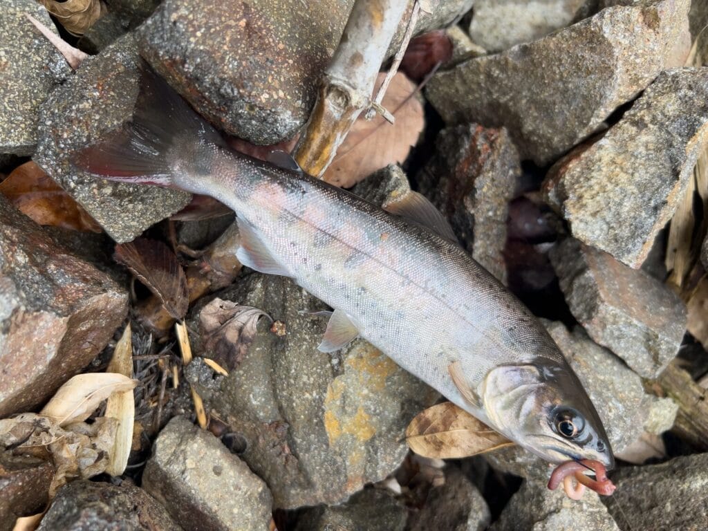 2025年3月31日 雨後のヤマメ釣りは最高ですな