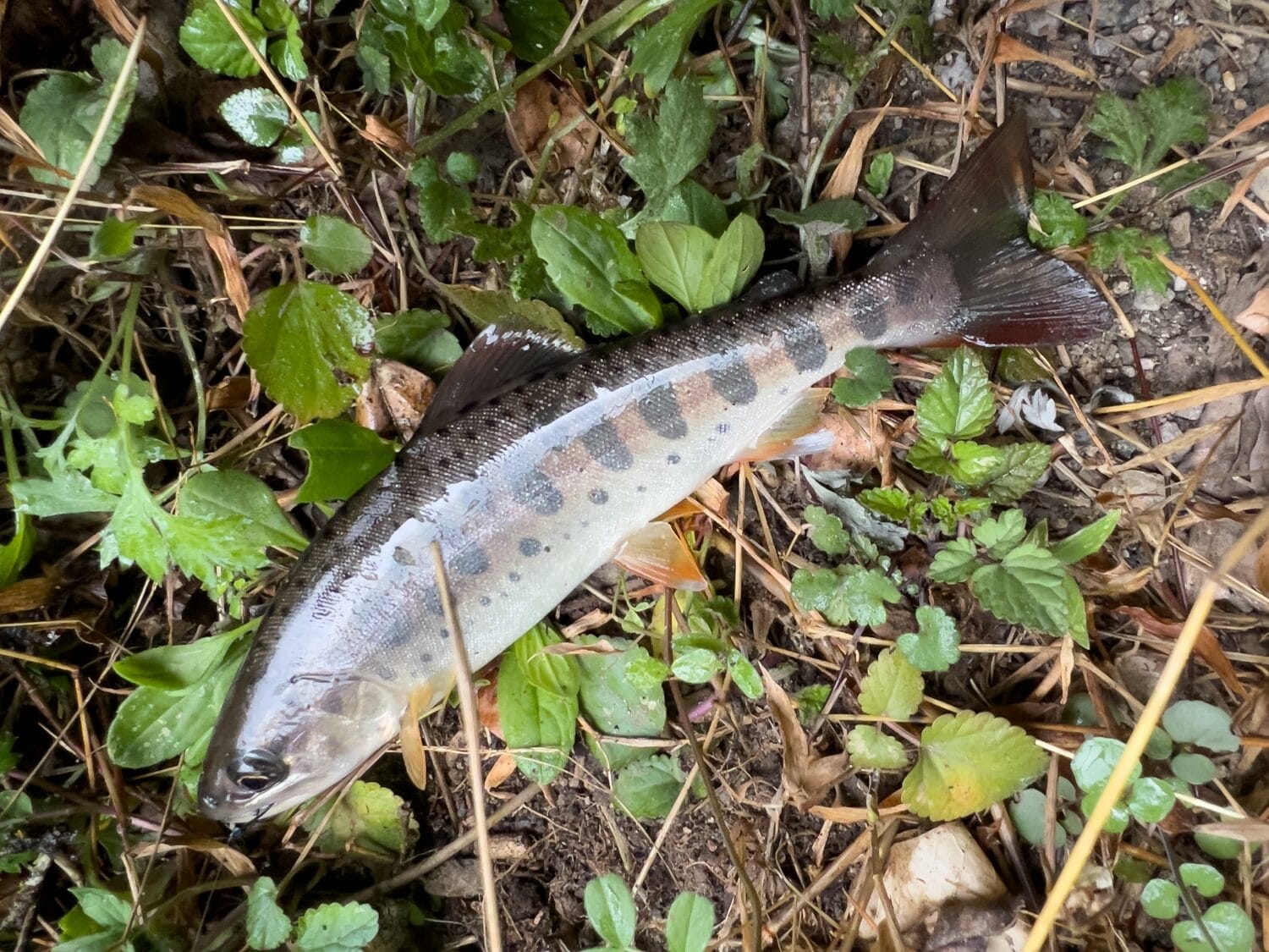 2025年3月31日 雨後のヤマメ釣りは最高ですな