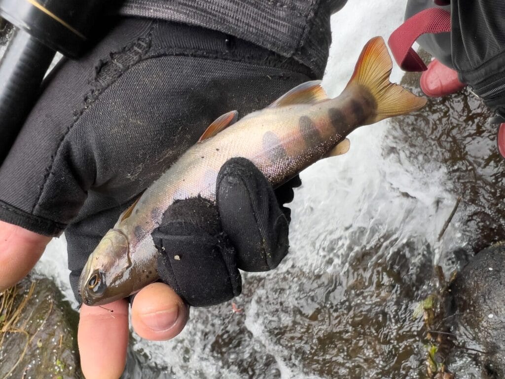 2025年3月31日 雨後のヤマメ釣りは最高ですな