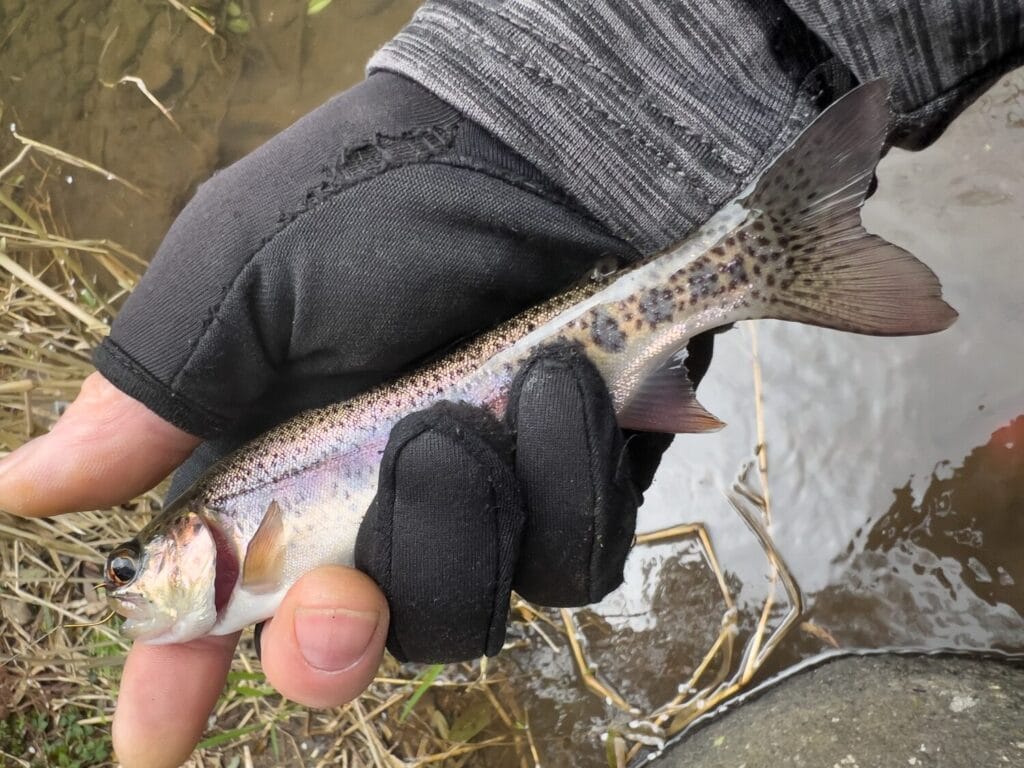 2025年3月31日 雨後のヤマメ釣りは最高ですな