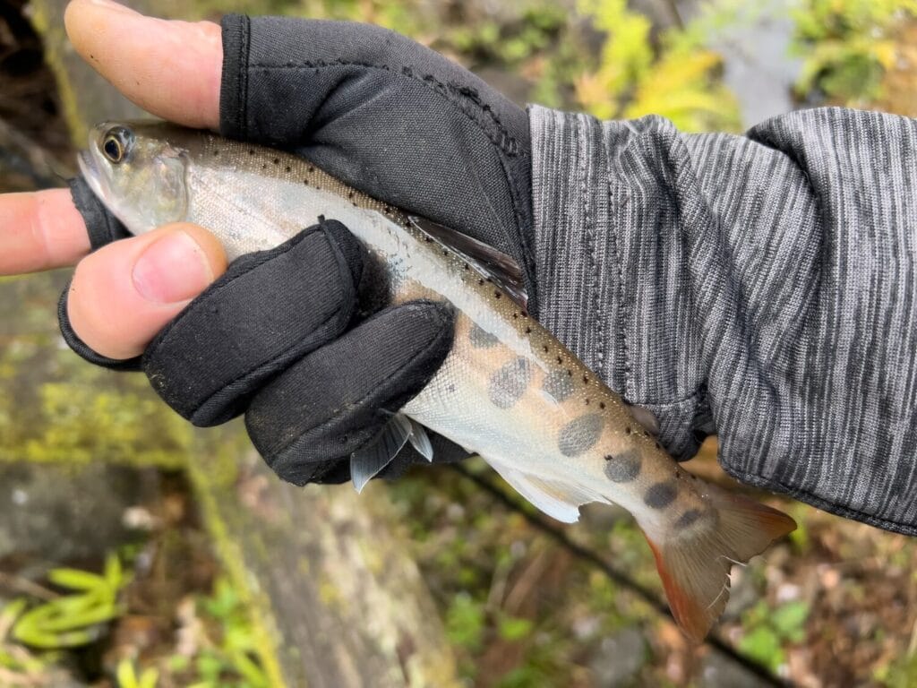 2025年3月31日 雨後のヤマメ釣りは最高ですな